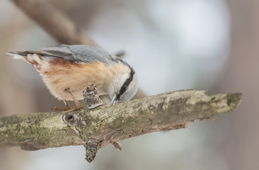 Eurasian Nuthatch (Sitta europaea)