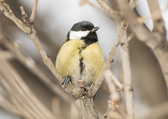 Great Tit (Parus major)