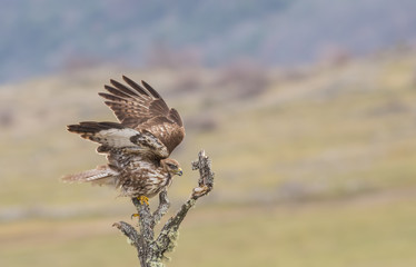 Common Buzzard (Buteo buteo)