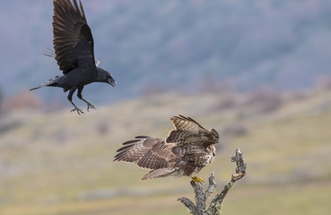 Raven vs Common Buzzard