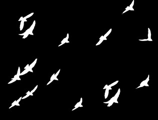 flock of pigeons on a black background
