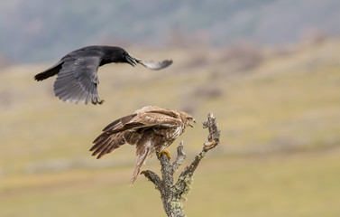 Raven vs Common Buzzard