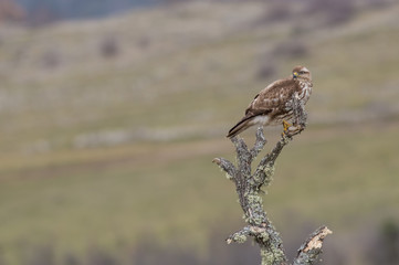 Common Buzzard (Buteo buteo)