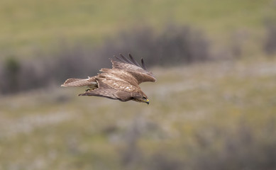 Common Buzzard (Buteo buteo)