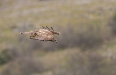 Common Buzzard (Buteo buteo)