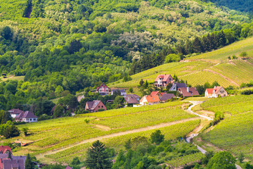 Naklejka premium idyllic Wine Village of Kaysersberg in Alsace