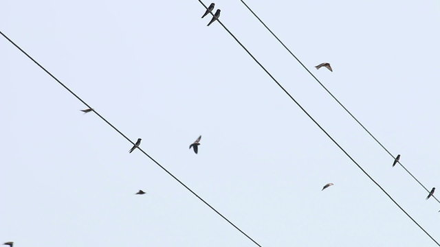 Swallows Fly and Sit on electric Wires