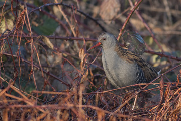 Water Rail (Rallus aquaticus)