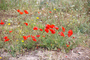 red poppies near the ruins, Cyprus