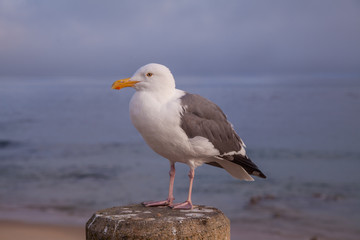 Fototapeta na wymiar California Gull