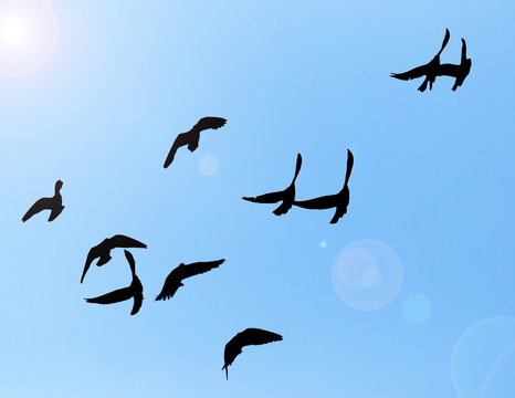 silhouette of a flock of pigeons on blue sky