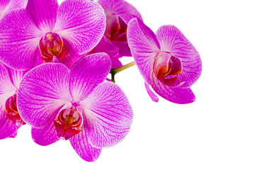 Fototapeta na wymiar violet orchid isolated on a white background
