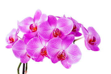violet orchid isolated on a white background