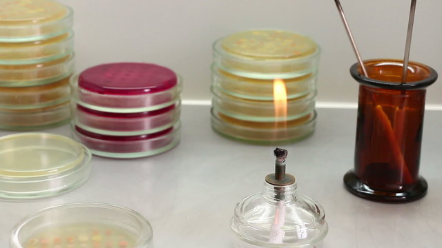Laboratory workplace of microbiologist. Alcohol burner, petri plates stacks, two bacteriological loops. Lockdown.
