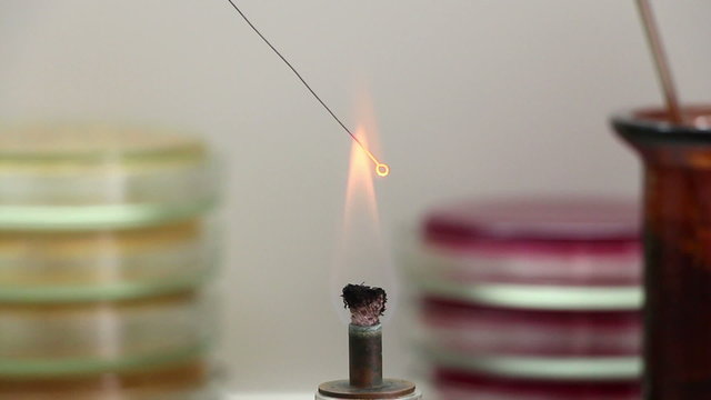 A man heats bacteriological loop in alcohol burner flame in order to sterilize it. Lockdown. Close up