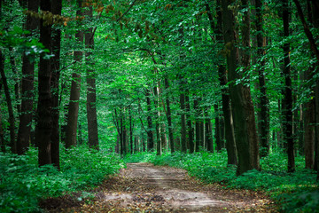 beautiful green forest © Ruslan Ivantsov