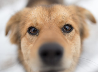 dog portrait outdoors in winter