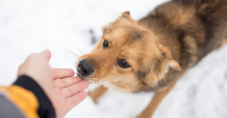 dog weasel hand winter outdoors