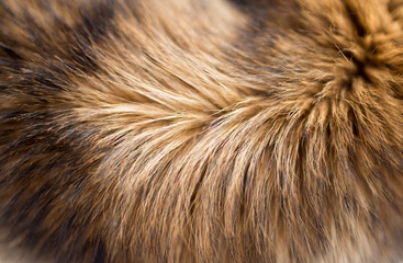 background of the dog fur