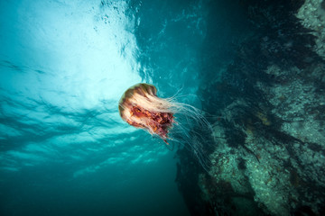Naklejka premium Jellyfish in British Columbia