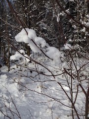 Snow on trees in the forest, beautiful winter nature.