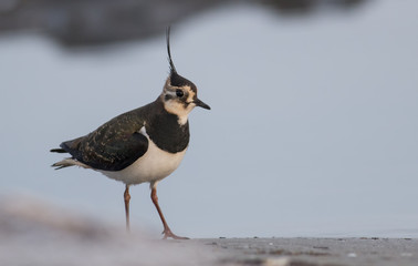 Lapwing (Vanellus vanellus)
