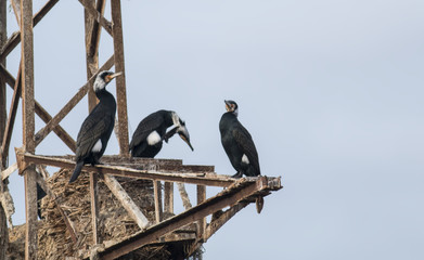 Great Cormorant (Phalacrocorax carbo)