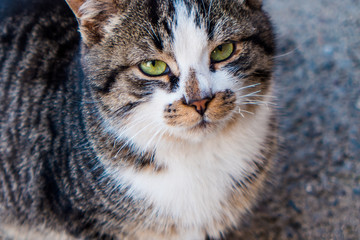 Close up of a cat