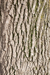 background of tree bark in nature