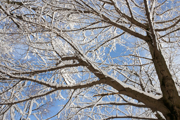 Snow on the tree against the blue sky