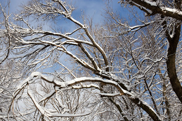 Snow on the tree against the blue sky