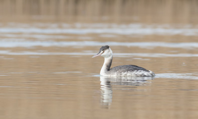 Great Crested Grebe (Podiceps cristatus)