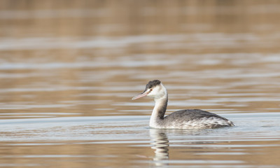 Great Crested Grebe (Podiceps cristatus)