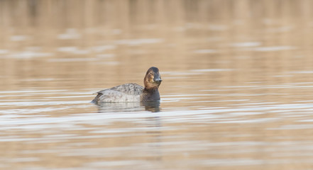 Fototapeta premium Common Pochard (Aythya ferina)