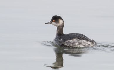 Black-necked Grebe (Podiceps nigricollis)