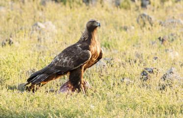 Golden Eagle (Aquila chrysaetos)