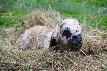 neugeborenes Lamm