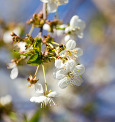 white flowers on the tree in nature
