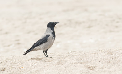Carrion Crow (Corvus corone)