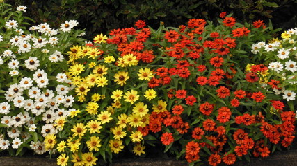 Fototapeta premium Blumengarten