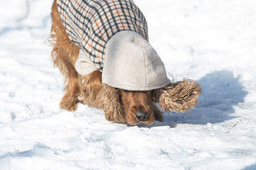 Cocker Spaniel Dog with coat in snow