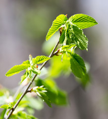 young leaves on a tree branch in nature