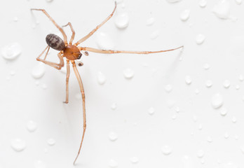Spider on a white background with water drops