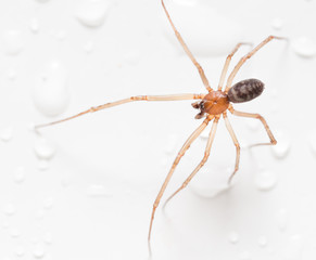 Spider on a white background with water drops