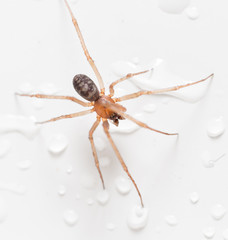Spider on a white background with water drops