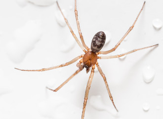 Spider on a white background with water drops