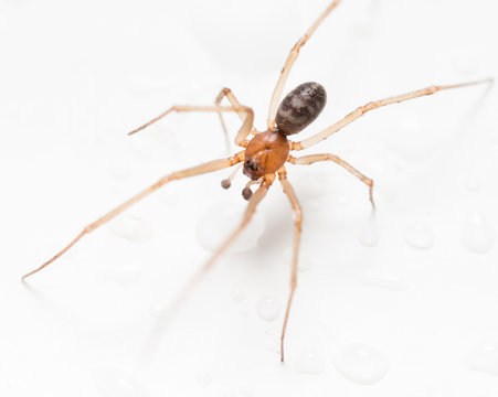 Spider on a white background with water drops