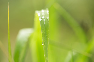 water drops on grass in nature. macro