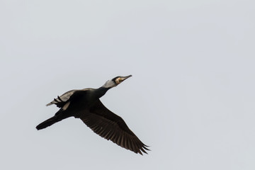 Great Cormorant (Phalacrocorax carbo)