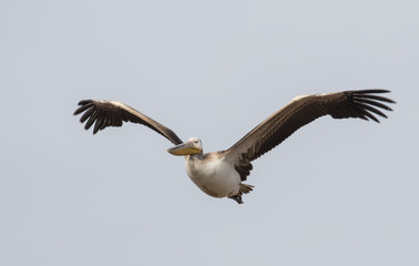 Dalmatian Pelican (Pelecanus crispus)